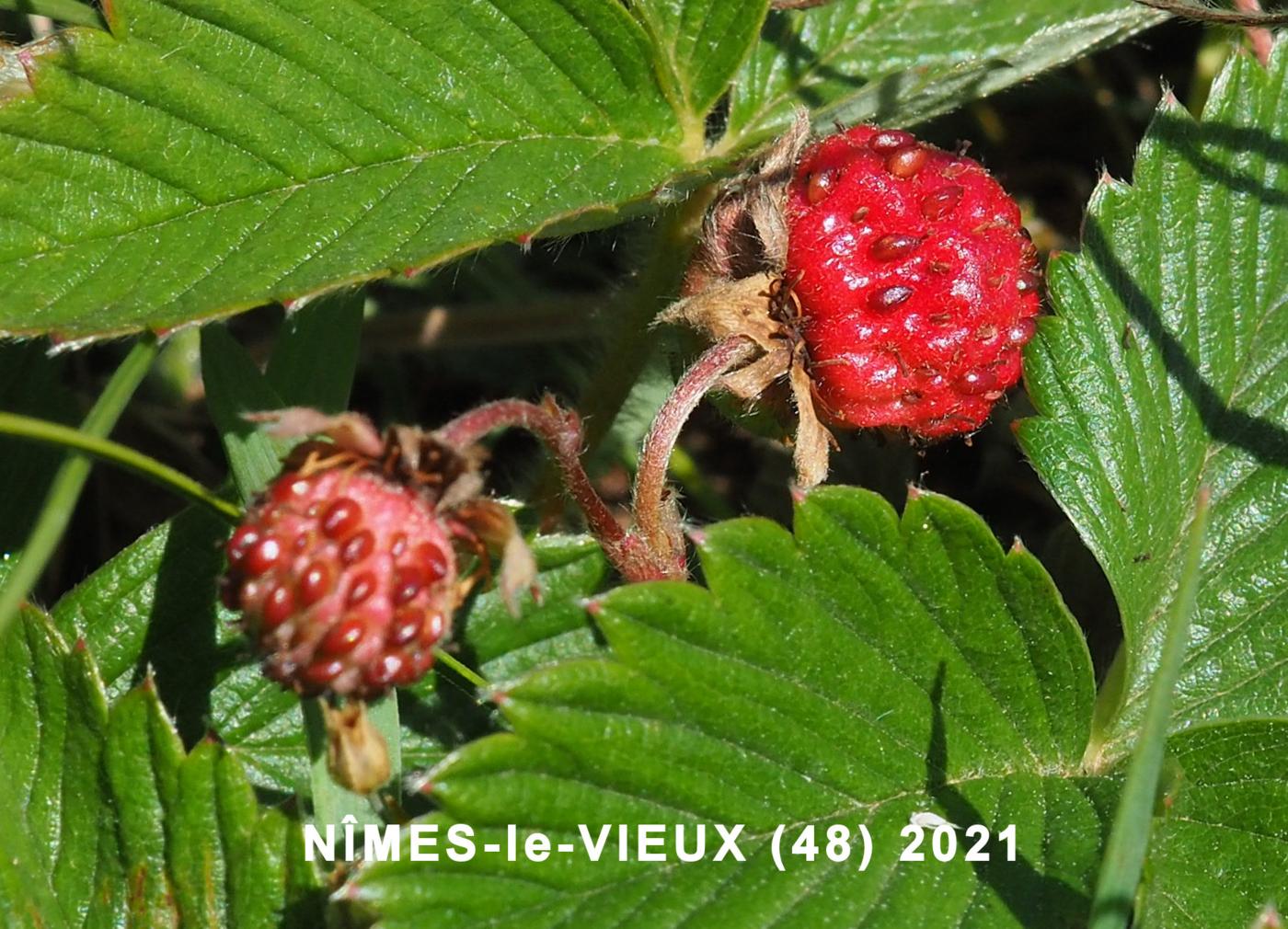 Strawberry, Green fruit